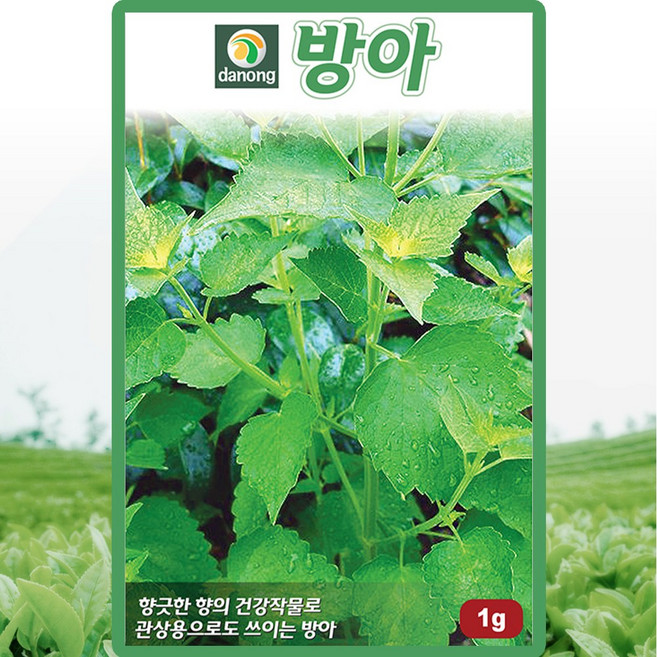 다농 방아 씨앗 1g, 1개