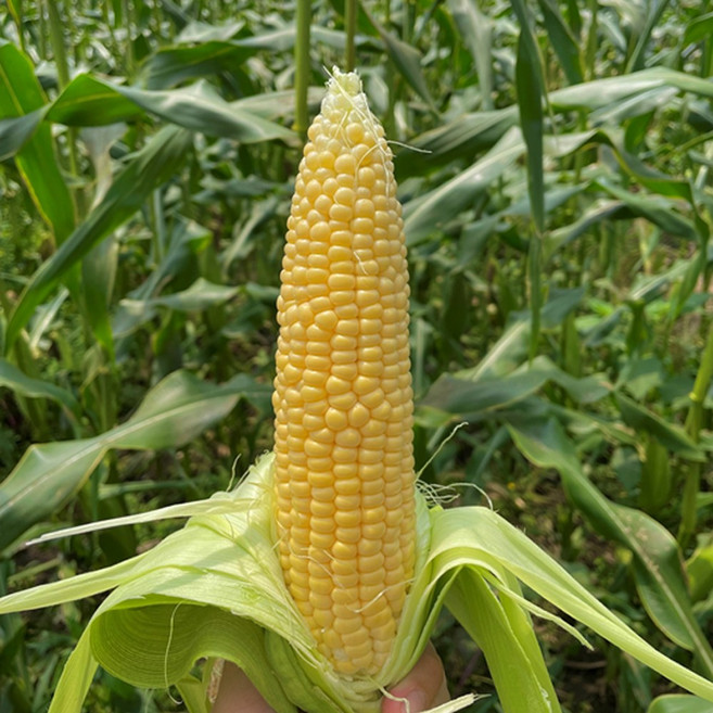 강원도 초당옥수수, 10개, 특