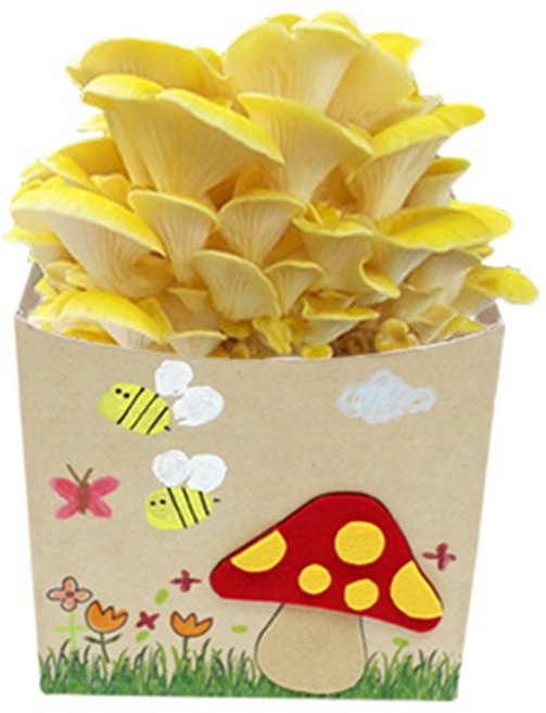 노랑 느타리 버섯 키우기 재배 세트 가정학습 체험학습 도구, 1세트, 노란색 느타리버섯