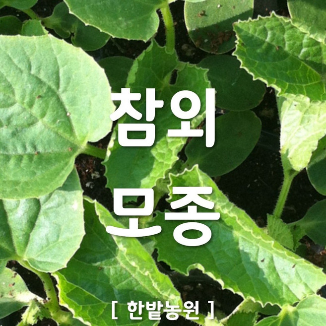 채소 모종 ~ 각종 묘종. 베란다 텃밭 세트 공기정화식물 허브 씨앗 채소모종 ~, H071 참외 모종 1개