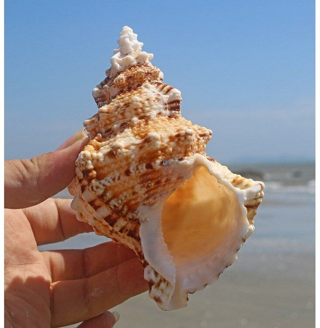 선호그룹 소라껍데기 소라 조개 소라게 쉘 껍데기 껍질 수족관 수조 어항 장식 오브제 인테리어 꾸미기 장식품, 혼합 14-16cm, 1개