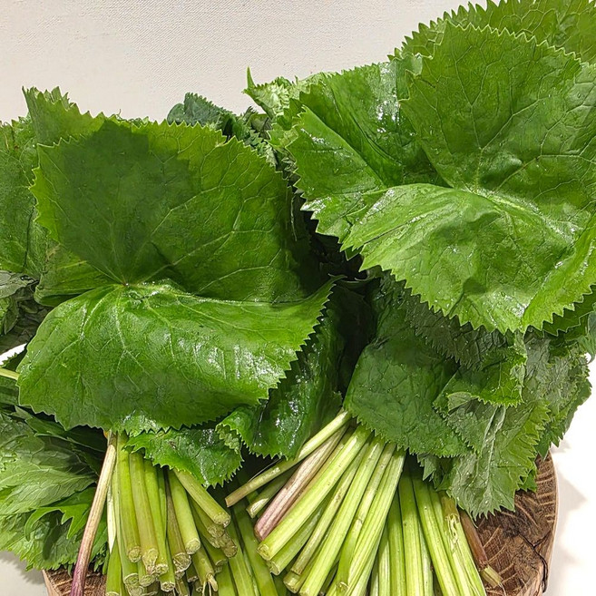 국산 생 곰취나물 강원도 산나물 산지직송, 1kg, 1세트