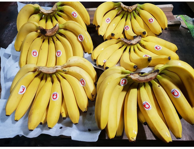 [제니네 제철과일] 베트남 유니프루티 바나나 대과 산지직송 2송이 3송이 6송이, 1개, 프루티 바나나 대과 2송이 4.2kg내외 1개