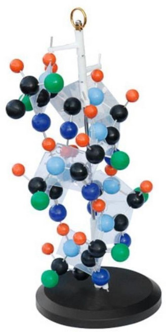 아미노산사슬 단백질 알파나선구조 모형 과학관 화학실험 분자식모형, 1세트