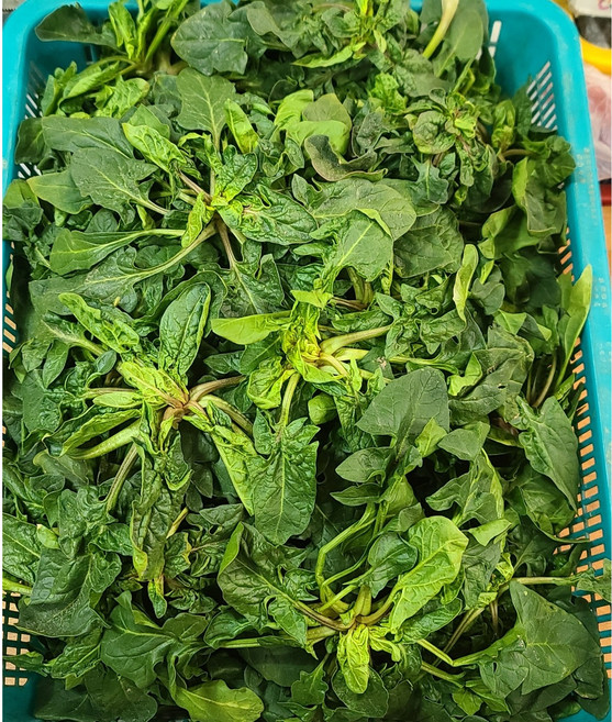 포항 곡강 시금치 노지 포항초, 1kg, 1세트