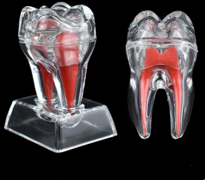 4배 분리형 투명 치아 뿌리 모형 치위생 보건교육 보건용 교육용 양치 보건실 의료기관 구조 기자재 치의학