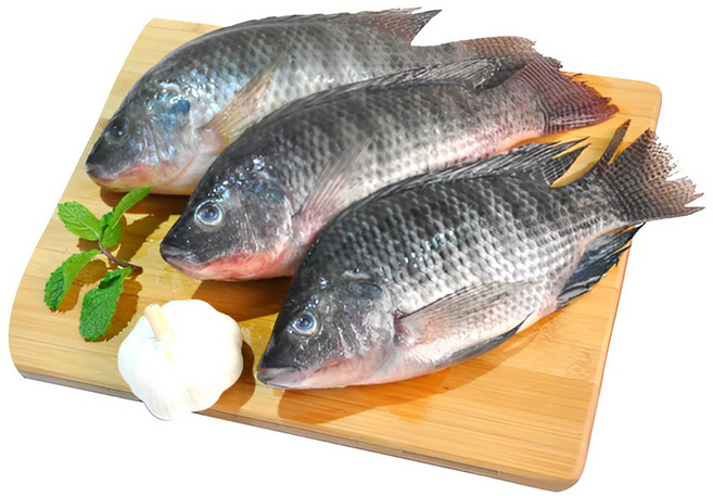 냉동 틸라피아 역돔 Tilapia 1kg (3마리), 1개