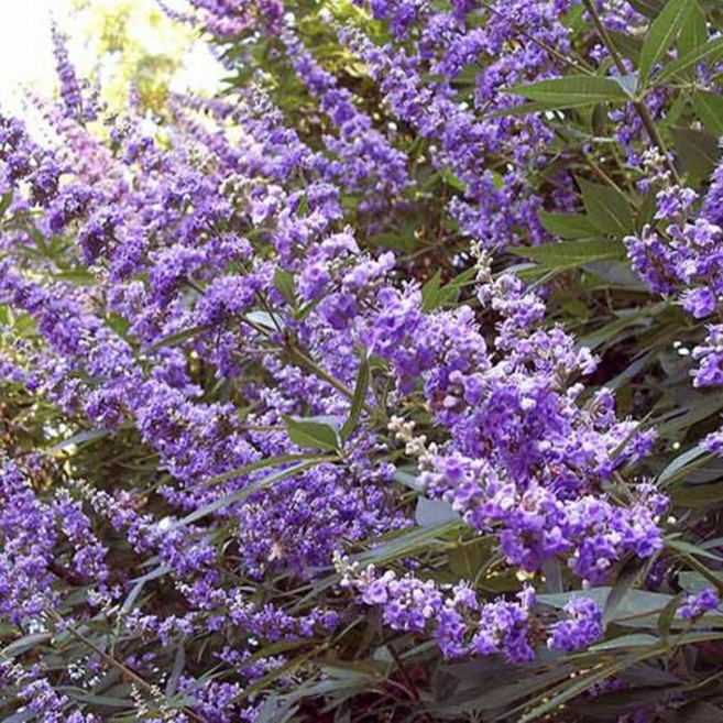 묘목/바이텍스/이탈리아목형 쇼얼 크릭 8치(24cm)포트 NS395, 1개