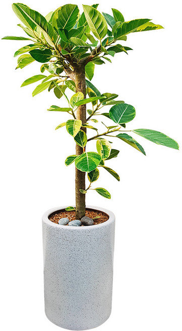 도자기랑나무랑 개업 개원 축하화분 거실반려식물 실내공기정화 금전수 뱅갈고무나무, 1개, 뱅갈고무나무 거실화분 DLP-232