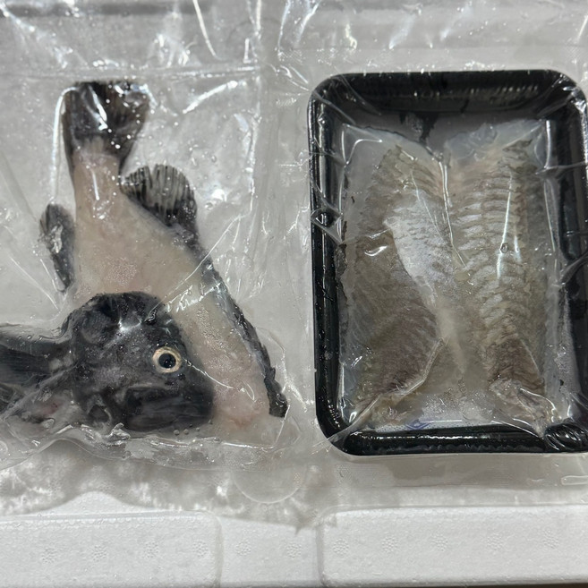 통영 제철 회, 1개, 우럭필렛250g+우럭대가리