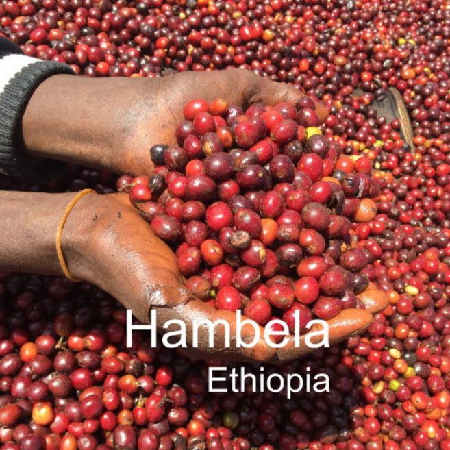 [위트러스트] 에티오피아 함벨라 Ethiopia Hambela 스페셜티 커피, 200g, 홀빈