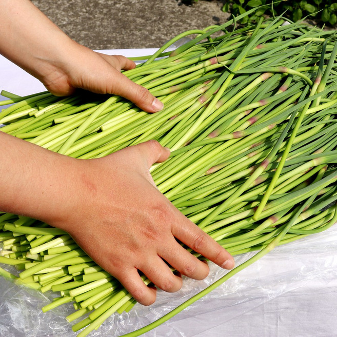 자연닮음 국산 최상급 햇 마늘쫑 5kg 아삭하고 부드러운 마늘종, 1개