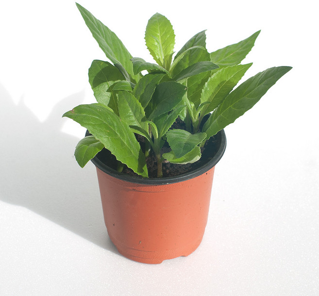 명월초 허브 실내 공기정화 소형 반려 식물, H30.명월초, 1개