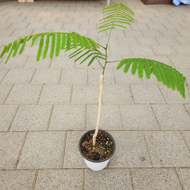 펜나타 아카시아 수형랜덤 중품199 피나타 꽃비종합원예, 1개, 사진참조