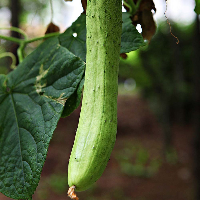 산지직송 2026 국산 백다다기오이 백오이, 1박스, 3kg