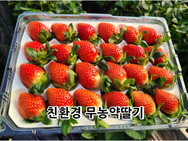 설향딸기 안동딸기 생딸기 친환경딸기 무농약딸기 750g내외 딸기 진걸맘딸기 토경딸기, 1개