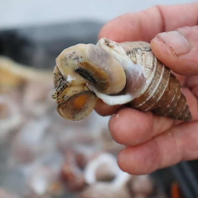 국내산 통영 자숙 골뱅이, 1개, (소) 950g