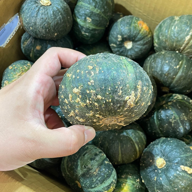 미니 밤호박 미니 단호박 보우짱, 5kg(못난이), 1개