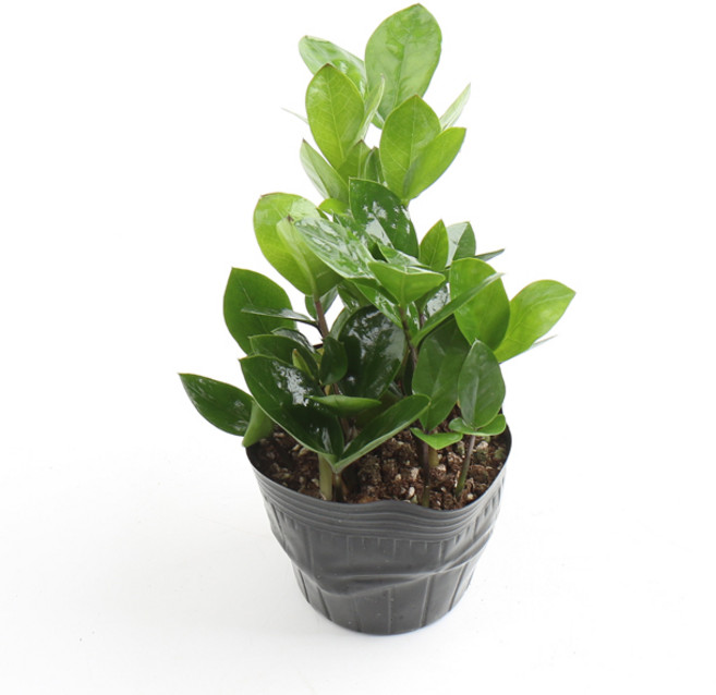 갑조네 금전수 개업 화분 집들이 선물 승진 사무실 이전 병원 개원 식당 개업식 축하 화분 공기정화식물, 단일, 1개