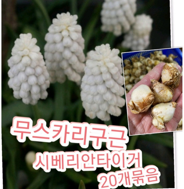 무스카리구근 시베리안타이거 20개묶음/추운 눈 속에도 살아남을 수 흰색꽃 무스카리, 20개