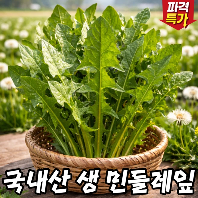 [백화점납품] 당일수확 국내산 흰민들레 생민들레잎, 1박스, 500g - 쿠팡