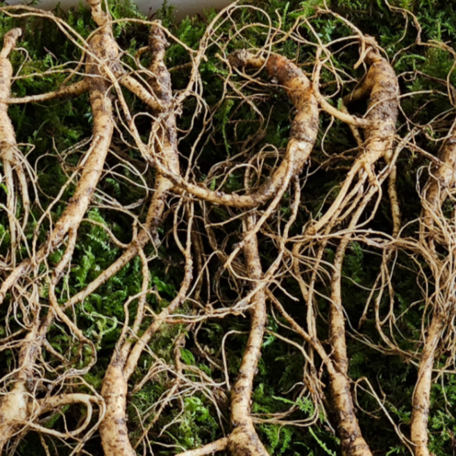 [지리산자연산삼] 지리산 산양삼 5-6년근 산지직송 장뇌삼 산양산삼 새싹 삼 선물용, 20개, 2g