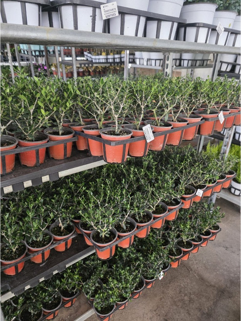 1+1 올리브나무 소품 반려식물 올리브오일, 1개