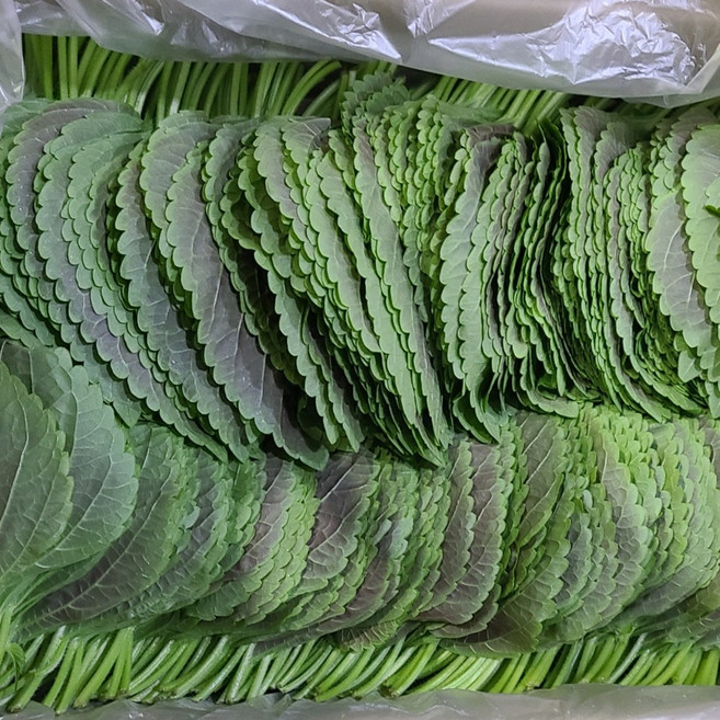 파미쉬 국내산 찹찹이 깻잎, 1개, 400g