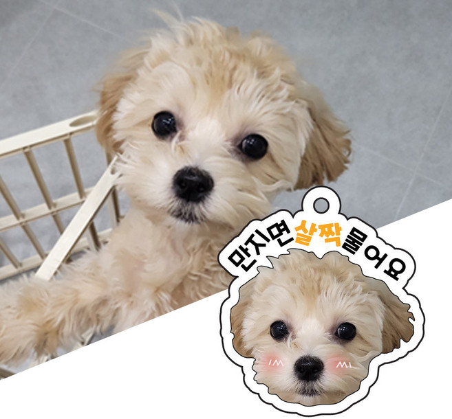 얼굴 주문제작 반려동물 인식표 강아지 고양이 사진 각인 네임택 이름표 하네스 체인 키링, 1개, 사진전송