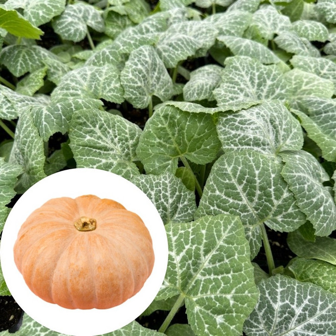 새마을총각 맷돌호박 모종 늙은호박, 2개