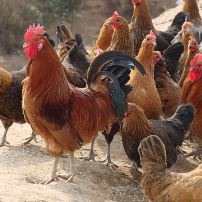 명품 토종닭 3kg내외 생닭 백숙용 장닭 종합한방재료티백제공, 1개, 3kg