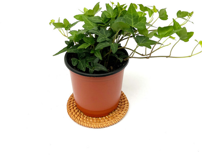 네오플라워 공기정화식물 꽃화분 허브, A26.아이비, 1개