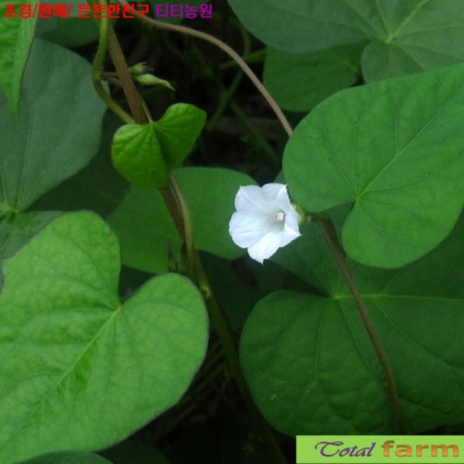 (씨앗나라)꽃씨 3m덩굴성 애기나팔꽃 흰색 10립, 1개