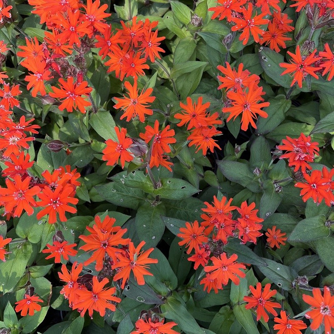 골드씨드 동자꽃 노지월동식물 다년생식물 야생화 지피식물 꽃피는 야생화