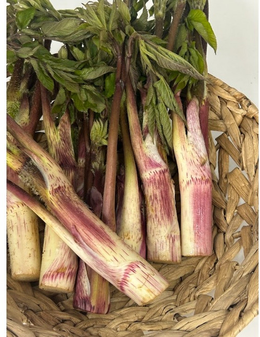 봄철 별미 국내산 땅두릅, 500g, 1개