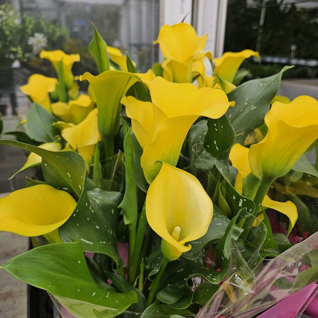 공기정화식물 구근식물 카라 노랑꽃 중품, 1개