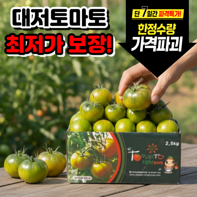[부산 농장직송] 2026년도 대저토마토 짭짤이, 1개, 2.5kg (2S-L) 못난이