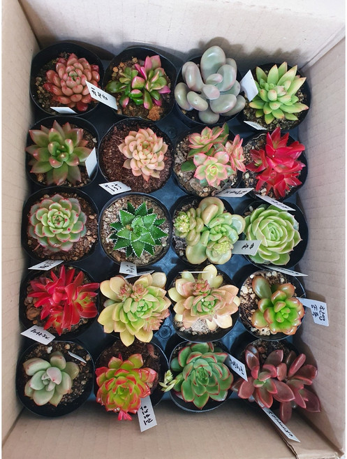 언제나봄 다육식물 세트 실내공기정화 이름표 작업까지!, 다육식물 작은거 10종류 랜덤발송, 1개