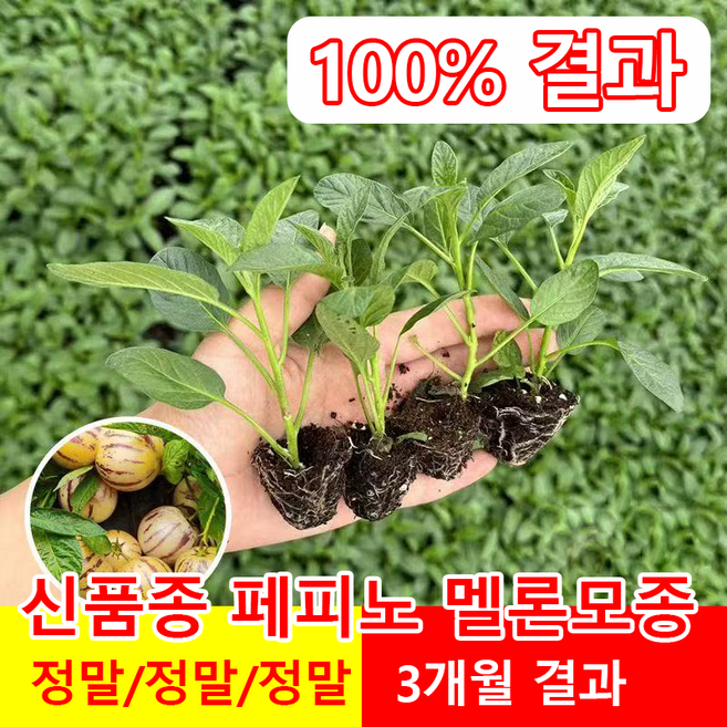 페피노 멜론 씨앗노란 과육 인생과 분재 씨앗 건강 지표강하 종자 신품종 후추 멜론 묘목, 4개