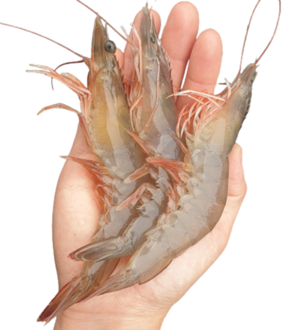 산지직송 살아있을때 급속냉동한 제철 국내산 새우 1kg, 1kg 27~34마리 내외, 1개