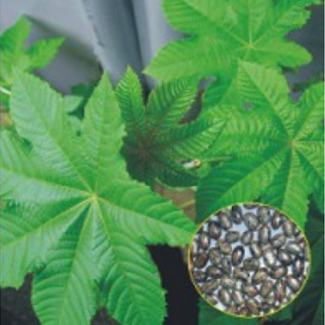 피마자 아주까리 나물 유 꽃씨 종자 씨앗 품종 500g 1(개) 4816 PC