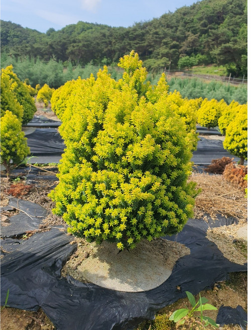 [붕붕농원] 옐로우봉 침엽수, 30~40cm