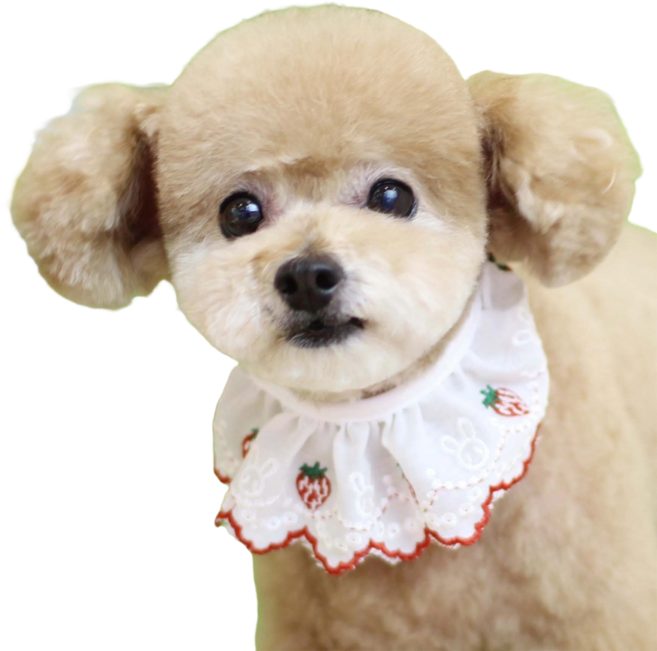 하니펫 반려동물 귀요미스카프 체리자수레이스, ., 1개, 빨강딸기B