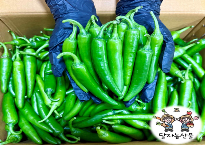 [당일경매] 국내산 신선한 아삭 모닝고추 1박스, 1개, 1kg