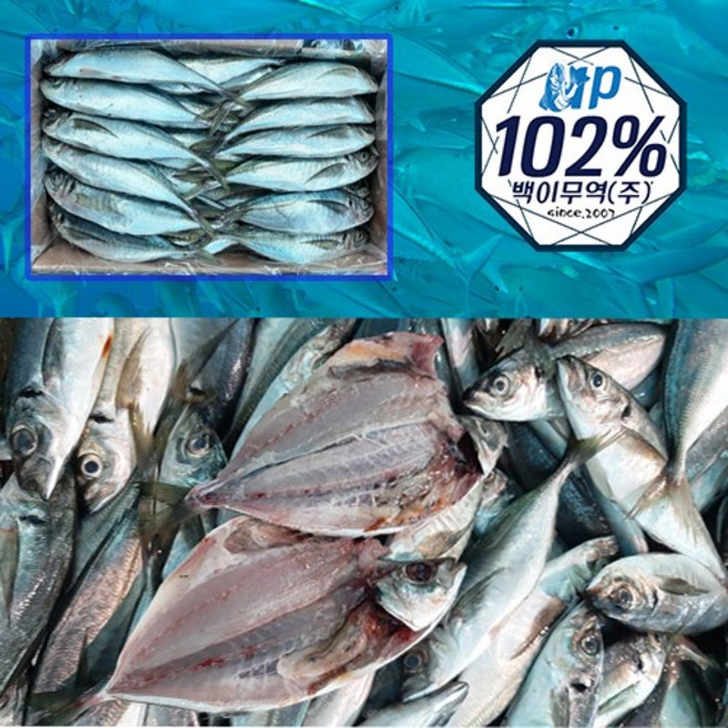 (새벽경매)국내자연산 일품 전갱이 10kg, 1개, 10kg(50마리 내외)