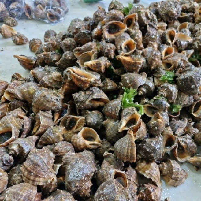 제철 자연산 참소라 2kg 45미 소라 구이, 1개