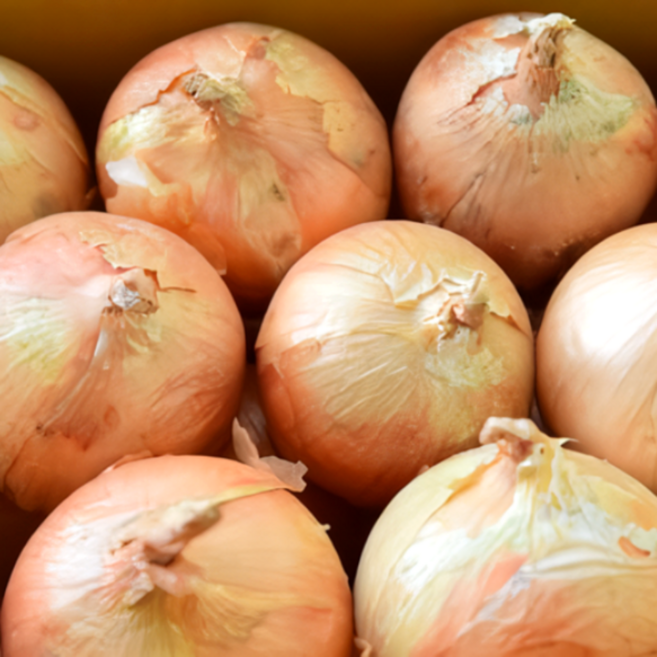 국내산 무안양파 단단한 햇 양파, 1박스, 5kg(대)