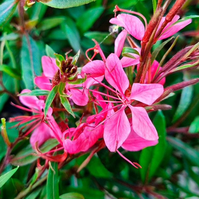 가우라 바늘꽃 야생화 꽃모종 3치 포트묘, 30개