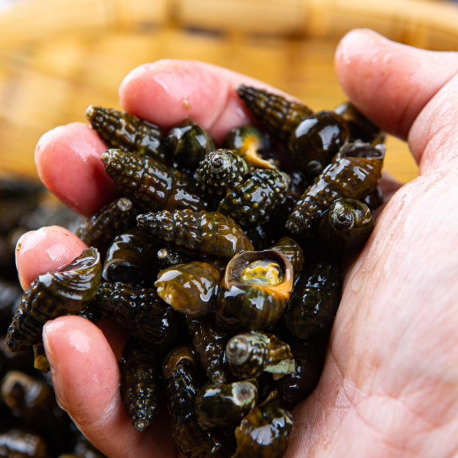 국산 생다슬기 1 kg 영월평창 직송 업소용 다슬기 해장국 올갱이, 1박스, 1kg