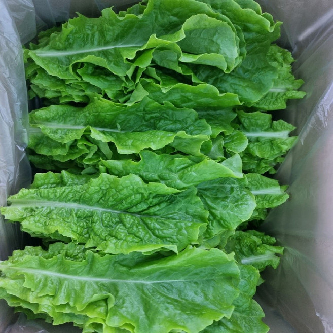 (쌈바쌈바) 산지 직배송 청상추 1 2 4 kg [경남고성군], 2kg, 1개